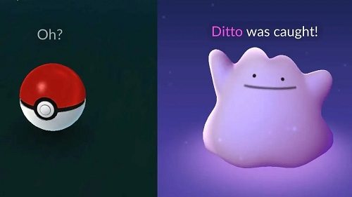how to catch a ditto