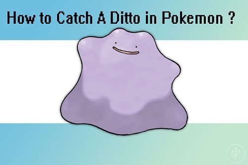 how to catch a ditto