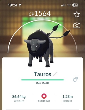 combat paldean tauros pokemon go