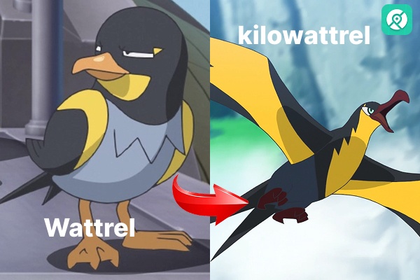 how to evolve wattrel into kilowattrel pokemon go